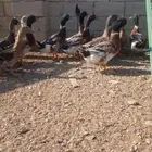 بط خضاري