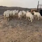 طليان حريه تم البيع