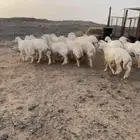 طليان حريه تم البيع