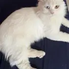 قط ذكر للتبني