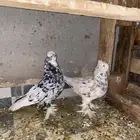 حمام تركي غره