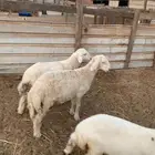 هرافا حريات فل