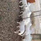 طليان حريات ورخال شرط