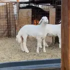 خرفان