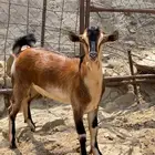 للبيع مشروع فحل هجين وعل