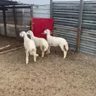 رخال حريه فل الفل شحم ولحم