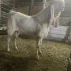 سوق المواشي الاحساء