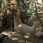 دجاج