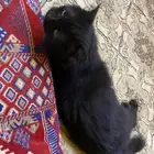 القصيم بريده