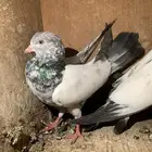 طبات باكستاني
