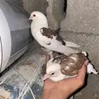 حمام