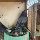 حمام قلابي