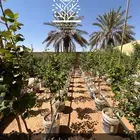 مشتل شتلات زينة وشتلات مثمرة شتلات ضل شتلات حمضيات