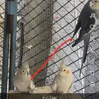 ازواج كروان للبيع