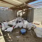رومي فرنسي سوبر جامبو