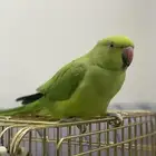 طير دره للبيع