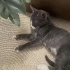قط صغير للبيع