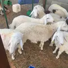 حريات رخال ضحايا طيباة ( مبيوعات )