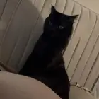 قطوه للتبني