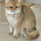 قط سكوتش ستريت معاه البيدكري ( للبيع)