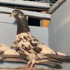 تيدي ل لبيع