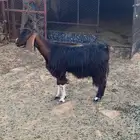عنزين ونعجه دفع للبيع
