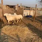 رخال حريات فل الفل