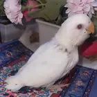 فرخ روز البينو غر شرط الصحه