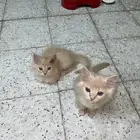 قطه شيرازي