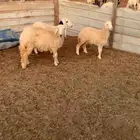 ثلاث رخال طيبات بالحيل