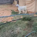 عنز