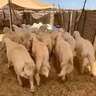 طليان حريه تم البيع