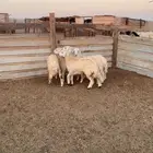 خمسه خرفان ورخال فل شحم ولحم