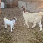 عنز الكفو الكفو رغوث عليها جفره