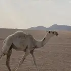 قعود رماني كفو