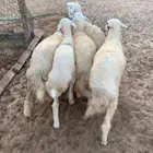 اربع رخال وخروف فل الفل فل شحم