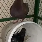 حمام كنق و سلفر