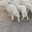 طليان حري فل شحم