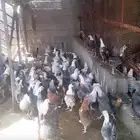 دجاج بلدي بياض