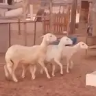 غنم