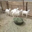 طليان تربية للبيع