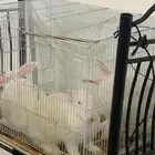 أرانب للبيع مع الشبك حقها على السوم