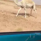 بكار وضح 2