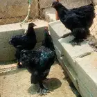 صوص براهما للبيع