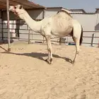 للبيع فحل سابق وله روابط ومنافس على السيارات