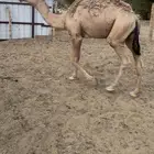 حشوان مفاريد مبدا