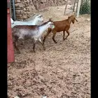 مراح معزاء وضان