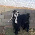 تيس فحل