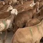 90 طليان تربية صغار من 750