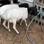 خرفان بربري